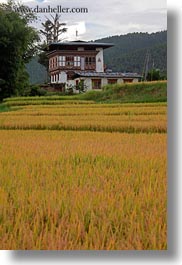 asia, bhutan, buddhist, fields, houses, lobeysa village, religious, vertical, photograph
