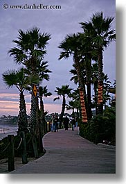 beaches, california, dusk, lighted, nature, palm trees, plants, san diego, sidewalks, trees, vertical, west coast, western usa, photograph