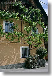 bohinj, europe, ivy, slovenia, vertical, walls, photograph