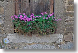 europe, flowers, horizontal, miscellaneous, pink, slovenia, windows, woods, photograph