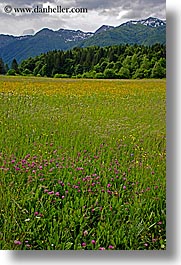 bohinj, europe, mountains, scenics, slovenia, vertical, wildflowers, photograph