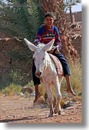 africa, al kab, boys, donkeys, egypt, vertical, villages, photograph
