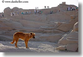 africa, aswan, dogs, egypt, granite, horizontal, quarry, photograph