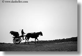 africa, black and white, boys, cairo, carriage, egypt, horizontal, horses, photograph
