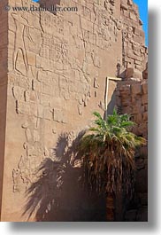 africa, bas reliefs, egypt, karnak temple, luxor, palm trees, vertical, walls, photograph