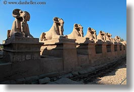 africa, egypt, horizontal, karnak temple, luxor, rams, rows, photograph