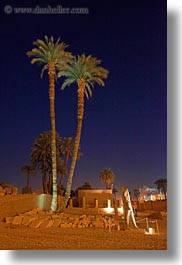 africa, egypt, luxor, nite, palm trees, scenics, vertical, photograph