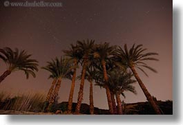 africa, egypt, horizontal, long exposure, nite, palm trees, stars, photograph