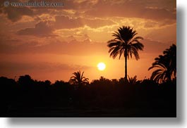 africa, egypt, horizontal, palm trees, sunsets, photograph