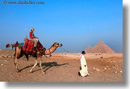 africa, camels, egypt, horizontal, vicky, victoria gurthrie, wt people, photograph