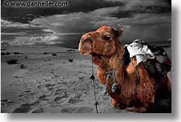 africa, camels, color composite, color/bw composite, desert, dunes, horizontal, morocco, sahara, sand, photograph