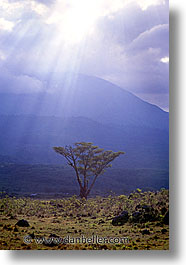 africa, arusha, clouds, sun, tanzania, trees, vertical, photograph