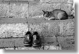 animals, asia, bhutan, black and white, cats, horizontal, shoes, sleeping, photograph