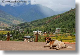 animals, asia, bhutan, dogs, horizontal, landscapes, photograph
