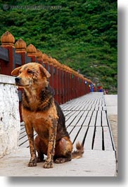 animals, asia, bhutan, bridge, dogs, vertical, photograph