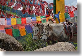 animals, asia, asian, bhutan, buddhist, flags, horizontal, horses, prayer flags, prayers, religious, style, photograph