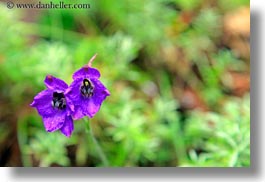 asia, bhutan, colors, delphenium, flowers, horizontal, lush, nature, purple, photograph