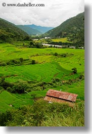 asia, bhutan, colors, fields, green, houses, landscapes, lush, nature, rice, rice fields, terraced, vertical, photograph