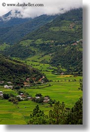 asia, bhutan, colors, fields, green, houses, landscapes, lush, nature, rice, rice fields, terraced, vertical, photograph