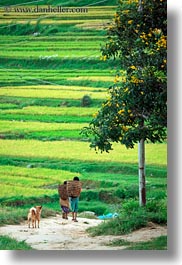 asia, bhutan, colors, fields, green, landscapes, lush, nature, people, rice, rice fields, roads, vertical, walking, photograph