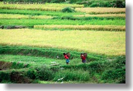 asia, bhutan, colors, fields, green, horizontal, landscapes, lush, nature, people, rice, rice fields, roads, walking, photograph