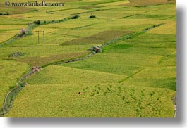 asia, bhutan, colors, fields, green, horizontal, landscapes, lush, nature, rice, rice fields, valley, photograph