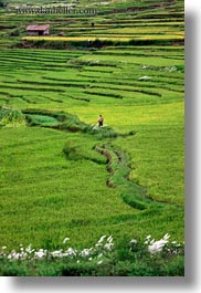 asia, bhutan, colors, fields, green, landscapes, lush, nature, rice, rice fields, vertical, workers, photograph