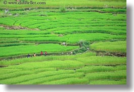 asia, bhutan, colors, fields, green, horizontal, landscapes, lush, nature, rice, rice fields, workers, photograph