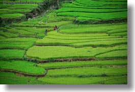 asia, bhutan, colors, fields, green, horizontal, landscapes, lush, nature, rice, rice fields, workers, photograph