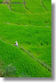 asia, bhutan, colors, fields, green, landscapes, lush, nature, rice, rice fields, vertical, workers, photograph