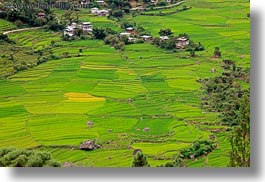 asia, bhutan, colors, fields, green, horizontal, houses, landscapes, lush, nature, rice, rice fields, photograph