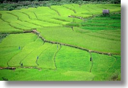 asia, bhutan, blues, colors, fields, flags, green, horizontal, landscapes, lush, nature, rice, rice fields, photograph