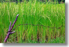 asia, bhutan, close, colors, green, horizontal, landscapes, lush, nature, plants, rice, rice fields, photograph