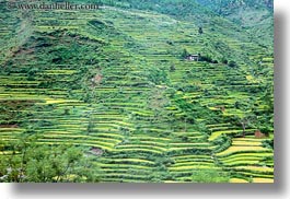 asia, bhutan, colors, fields, green, horizontal, landscapes, lush, nature, rice, rice fields, terraced, photograph