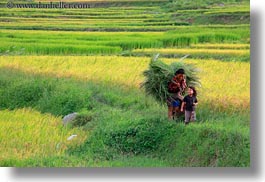 asia, bhutan, carrying, colors, green, horizontal, landscapes, lush, nature, rice, rice fields, womens, photograph