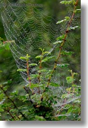 asia, bhutan, spider, vertical, web, photograph