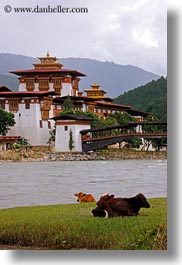 asia, asian, bhutan, buddhist, cows, dzong, people, punakha dzong, religious, temples, vertical, photograph