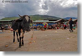 asia, bhutan, cows, horizontal, market, street market, photograph