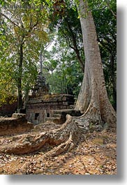 angkor thom, asia, big, cambodia, palace gate, roots, trees, vertical, photograph