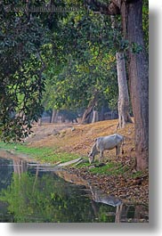 angkor wat, asia, cambodia, drinking, from, horses, moat, vertical, photograph
