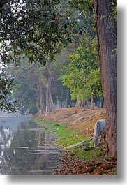 angkor wat, asia, cambodia, drinking, from, horses, moat, vertical, photograph