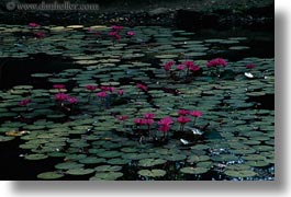 asia, banteay srei, cambodia, flowers, horizontal, pond, photograph