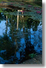 asia, banteay srei, cambodia, flowers, pond, vertical, photograph