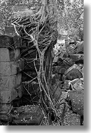 asia, beng mealea, cambodia, roots, stones, vertical, walls, photograph
