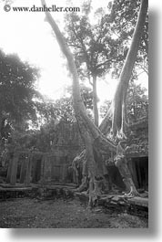 asia, black and white, cambodia, growing, preah khan, trees, vertical, walls, photograph