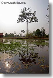 asia, cambodia, landscapes, reflections, scenics, trees, vertical, water, photograph