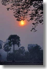 asia, cambodia, hazy, scenics, sunrise, sunsets, trees, vertical, photograph