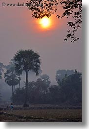 asia, cambodia, hazy, scenics, sunrise, sunsets, trees, vertical, photograph