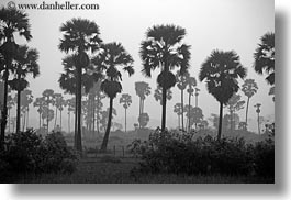 asia, black and white, cambodia, hazy, horizontal, palm trees, scenics, trees, photograph