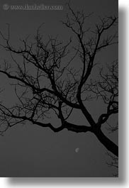 asia, black and white, cambodia, moon, scenics, trees, vertical, photograph